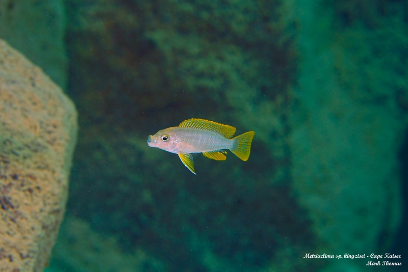 Maylandia sp. 'kingsizei lupingu' Cape Kaiser